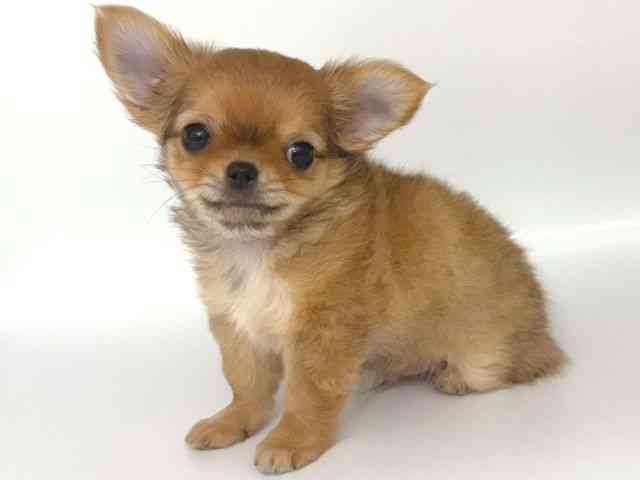 大阪府のチワワ(ロング) (ひごペットフレンドリー岸和田店/2026年2月13日生まれ/男の子/フォーン)の子犬の3枚目の画像