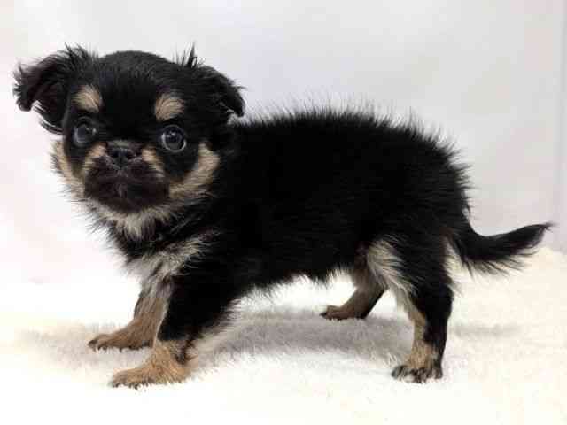 広島県のチワワ(ロング) (ひごペットフレンドリーゆめタウン廿日市店/2026年2月14日生まれ/女の子/ブラックタンホワイト)の子犬の3枚目の画像