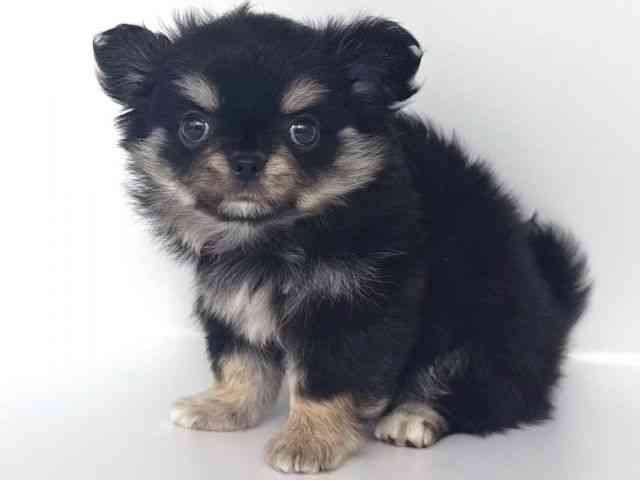 大阪府のチワワ(ロング) (ひごペットフレンドリー岸和田店/2026年2月14日生まれ/女の子/ブラックタンホワイト)の子犬の3枚目の画像