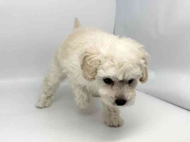 徳島県のトイプードル(トイ) (ひごペットフレンドリーゆめタウン徳島店/2026年2月15日生まれ/女の子/ホワイト)の子犬の3枚目の画像