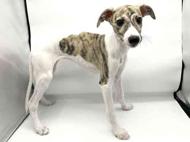 大阪府のウィペット (ひごペットフレンドリーららぽーとEXPOCITY店/2026年2月10日生まれ/女の子/ブリンドルホワイト)の子犬の3枚目の画像