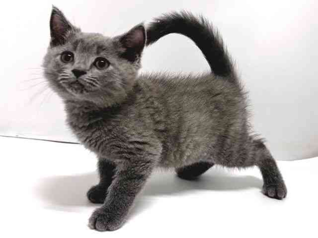 奈良県のスコティッシュフォールド (ひごペットフレンドリー奈良パワーシティ店/2026年2月13日生まれ/男の子/ブルー)の子猫の3枚目の画像