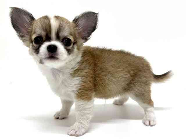 大阪府のチワワ(ロング) (ひごペットフレンドリーくずはモール店/2026年2月15日生まれ/男の子/レッドフォーン)の子犬の3枚目の画像