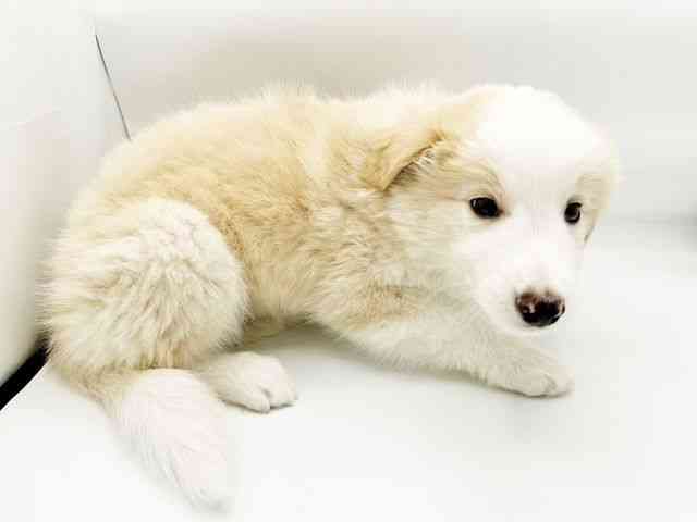 兵庫県のボーダーコリー (ひごペットフレンドリーコロワ甲子園店/2026年2月15日生まれ/男の子/レッドホワイト)の子犬の3枚目の画像