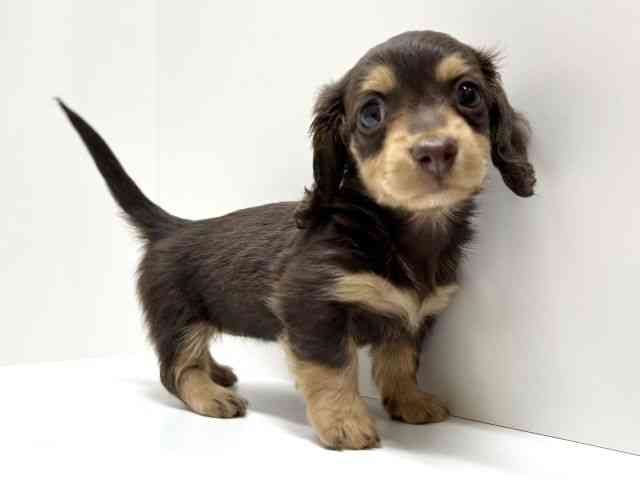 愛知県のミニチュアダックスフンド(ロング) (ひごペットフレンドリーららぽーと名古屋みなとアクルス店/2026年2月15日生まれ/女の子/チョコレートタン)の子犬の3枚目の画像