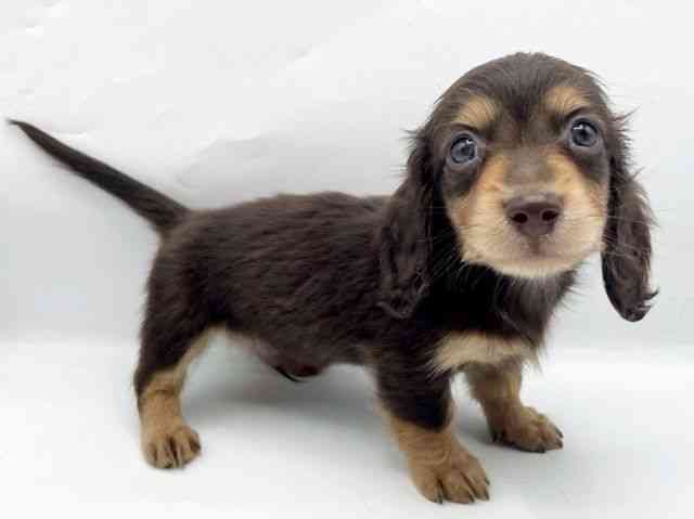 奈良県のミニチュアダックスフンド(ロング) (ひごペットフレンドリートナリエ大和高田店/2026年2月15日生まれ/男の子/チョコレートタン)の子犬の3枚目の画像