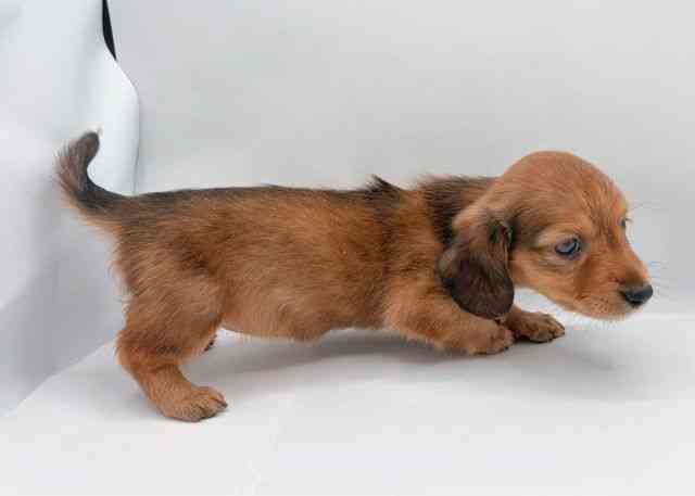 島根県のカニンヘンダックスフンド(ロング) (ひごペットフレンドリーイオン松江ショッピングセンター店/2026年2月14日生まれ/女の子/シェーデットレッド)の子犬の3枚目の画像