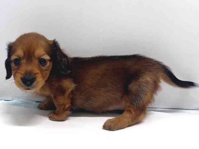 奈良県のカニンヘンダックスフンド(ロング) (ひごペットフレンドリー奈良パワーシティ店/2026年2月14日生まれ/男の子/シェーデットレッド)の子犬の3枚目の画像