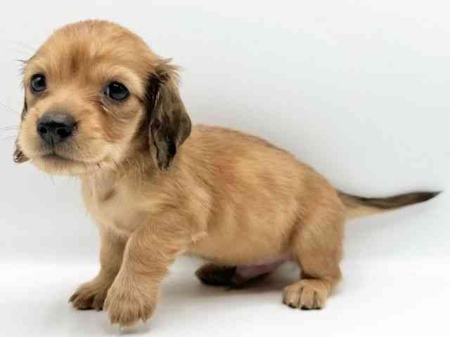 京都府のカニンヘンダックスフンド(ロング) (ひごペットフレンドリーイオンモール高の原店/2026年2月15日生まれ/男の子/シェーデットレッド)の子犬の3枚目の画像