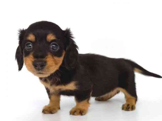 大阪府のカニンヘンダックスフンド(ロング) (ひごペットフレンドリー岸和田店/2026年2月14日生まれ/女の子/ブラックタン)の子犬の3枚目の画像