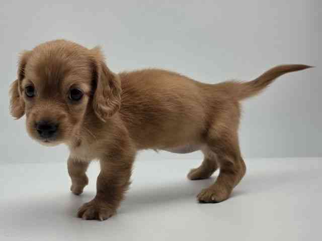 島根県のカニンヘンダックスフンド(ロング) (ひごペットフレンドリーイオンモール出雲店/2026年2月15日生まれ/女の子/ゴールド)の子犬の3枚目の画像