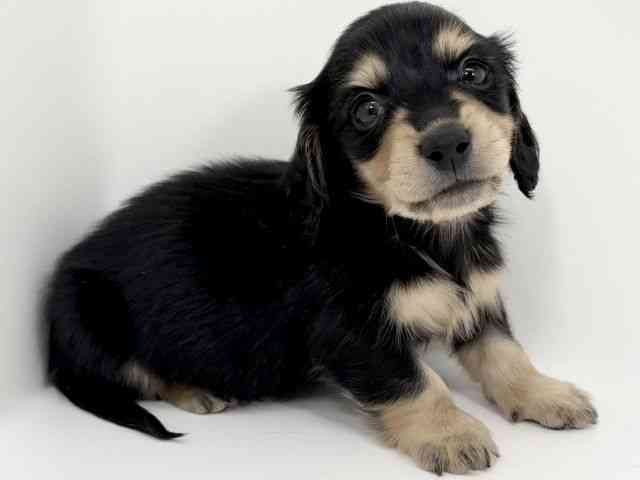 京都府のカニンヘンダックスフンド(ロング) (ひごペットフレンドリーイズミヤショッピングセンター八幡店/2026年2月15日生まれ/男の子/ブラックタン)の子犬の3枚目の画像