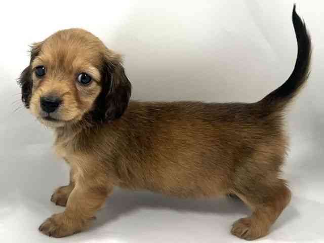 京都府のカニンヘンダックスフンド(ロング) (ひごペットフレンドリー京都店/2026年2月15日生まれ/女の子/シェーデットレッド)の子犬の3枚目の画像