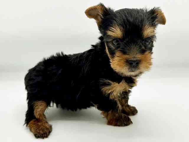 兵庫県のヨークシャーテリア (ひごペットフレンドリーコロワ甲子園店/2026年2月15日生まれ/男の子/スチールブルータン)の子犬の3枚目の画像