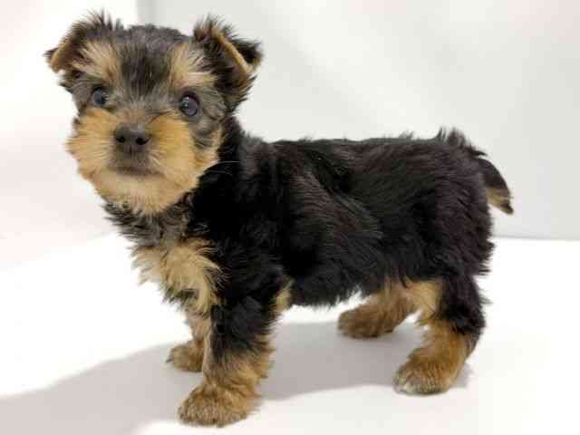 大阪府のヨークシャーテリア (ひごペットフレンドリーイズミヤショッピングセンター千里丘店/2026年2月15日生まれ/男の子/スチールブルータン)の子犬の3枚目の画像