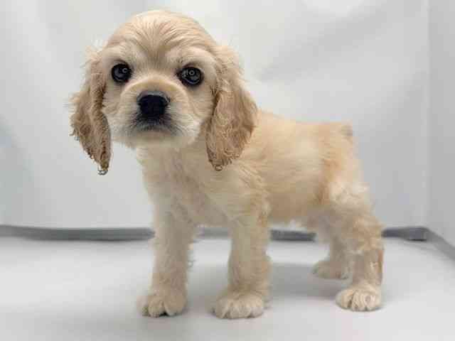 京都府のアメリカンコッカースパニエル (ひごペットフレンドリー洛北阪急スクエア店/2026年2月15日生まれ/女の子/バフ)の子犬の3枚目の画像