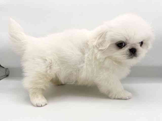 大阪府のペキニーズ (ひごペットフレンドリーららぽーとEXPOCITY店/2026年2月14日生まれ/女の子/クリーム)の子犬の3枚目の画像