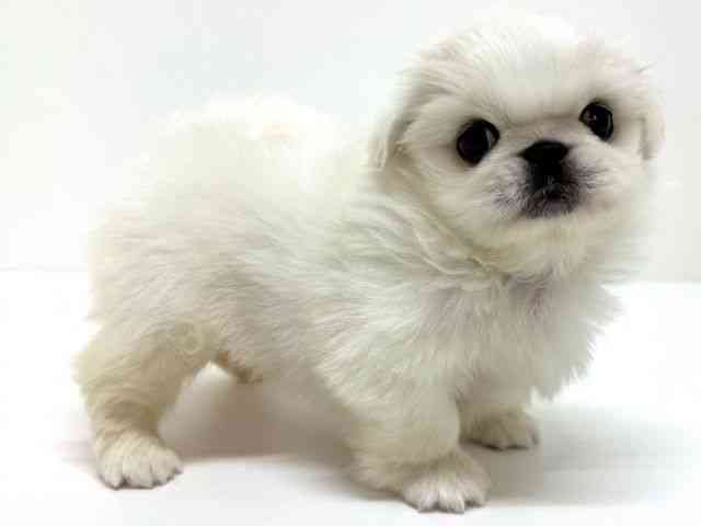 大阪府のペキニーズ (ひごペットフレンドリーくずはモール店/2026年2月14日生まれ/女の子/クリーム)の子犬の3枚目の画像