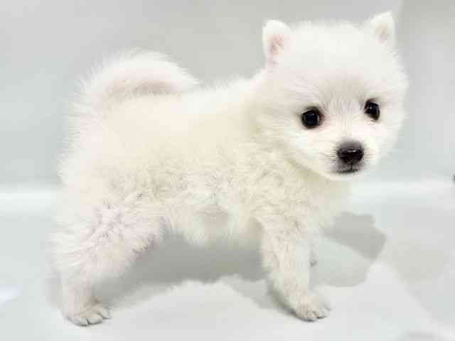 大阪府の日本スピッツ (ひごペットフレンドリーイオンタウン豊中庄内店/2026年2月15日生まれ/女の子/ホワイト)の子犬の3枚目の画像