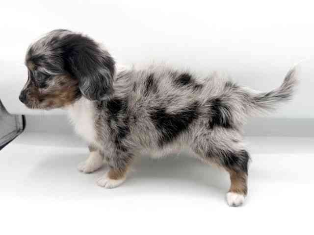 大阪府のチワックス(チワワ×ダックス) (ひごペットフレンドリーららぽーとEXPOCITY店/2026年2月13日生まれ/男の子/シルバーダップル)の子犬の3枚目の画像