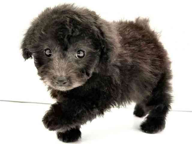 兵庫県のトイプードル(トイ) (ひごペットフレンドリークラウンパーク伊丹店/2026年2月14日生まれ/女の子/グレー)の子犬の3枚目の画像