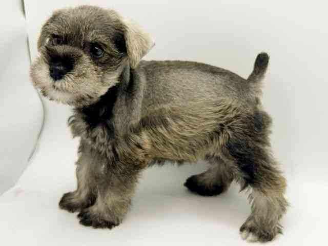 大阪府のミニチュアシュナウザー (ひごペットフレンドリーみのおキューズモール店/2026年2月15日生まれ/男の子/ソルトペッパー)の子犬の3枚目の画像