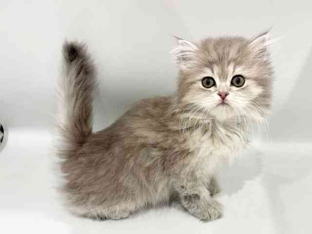 大阪府のペルシャ (ひごペットフレンドリーイオンタウン豊中庄内店/2026年2月7日生まれ/女の子/ブルーチンチラ)の子猫の3枚目の画像