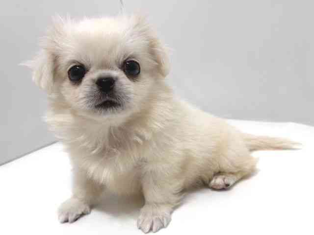 奈良県のペキニーズ (ひごペットフレンドリー奈良パワーシティ店/2026年2月14日生まれ/女の子/ホワイト)の子犬の3枚目の画像