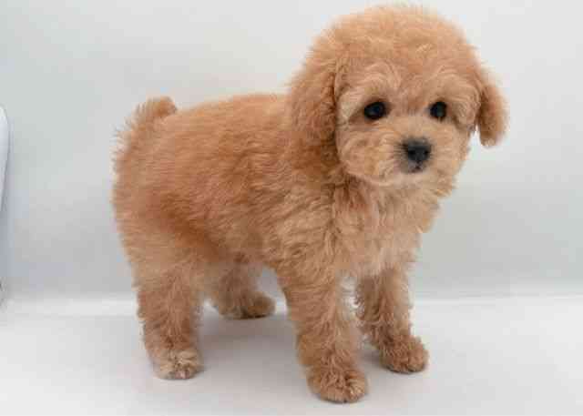 島根県のトイプードル(トイ) (ひごペットフレンドリーイオン松江ショッピングセンター店/2026年2月15日生まれ/女の子/アプリコット)の子犬の3枚目の画像