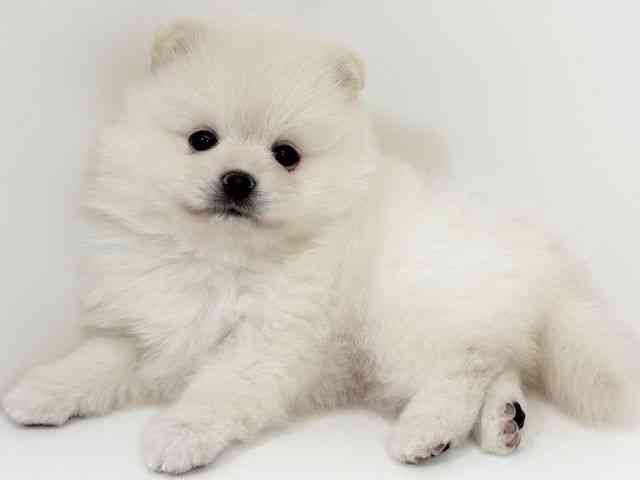 京都府のポメラニアン (ひごペットフレンドリーイズミヤショッピングセンター八幡店/2026年2月14日生まれ/男の子/ホワイト)の子犬の3枚目の画像