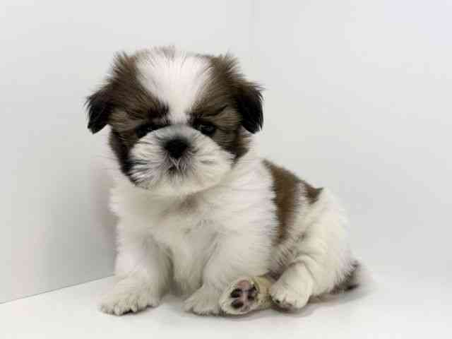 兵庫県のシーズー (ひごペットフレンドリーイトーヨーカドー明石店/2026年2月16日生まれ/男の子/ホワイトゴールド)の子犬の3枚目の画像