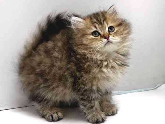 奈良県のペルシャ (ひごペットフレンドリー奈良パワーシティ店/2026年2月7日生まれ/男の子/チンチラゴールデン)の子猫の3枚目の画像