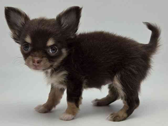 島根県のチワワ(ロング) (ひごペットフレンドリーイオンモール出雲店/2026年2月15日生まれ/女の子/チョコレートタンホワイト)の子犬の3枚目の画像