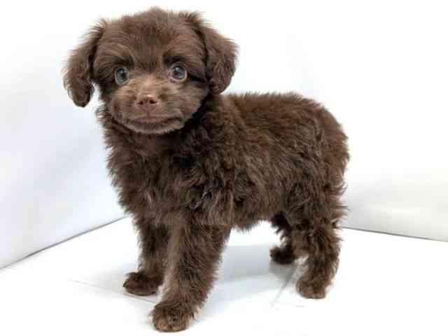 広島県のチワプー/プーチー(チワワ×プードル) (ひごペットフレンドリーゆめタウン廿日市店/2026年2月15日生まれ/女の子/ブラウン)の子犬の3枚目の画像