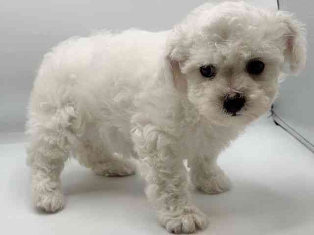 香川県のビションフリーゼ (ひごペットフレンドリーゆめタウン高松店/2026年2月15日生まれ/女の子/ホワイト)の子犬の3枚目の画像