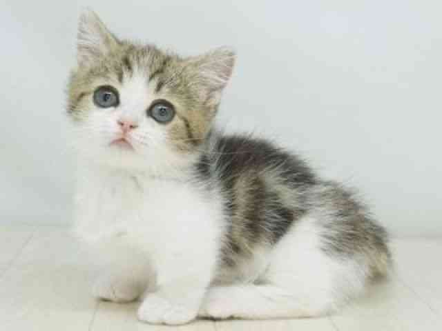 福岡県のマンチカン (ひごペットフレンドリーゆめタウン筑紫野店/2026年1月28日生まれ/男の子/ブラウンタビーホワイト)の子猫の3枚目の画像