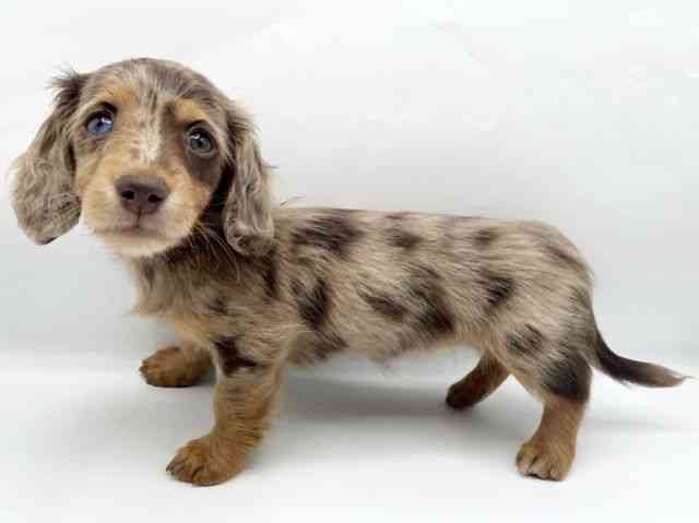 奈良県のミニチュアダックスフンド(ロング) (ひごペットフレンドリートナリエ大和高田店/2026年2月15日生まれ/女の子/チョコレートダップル)の子犬の3枚目の画像