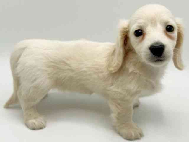 大阪府のミニチュアダックスフンド(ロング) (ひごペットフレンドリーみのおキューズモール店/2026年2月12日生まれ/女の子/イエロー)の子犬の3枚目の画像