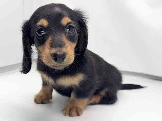 京都府のミニチュアダックスフンド(ロング) (ひごペットフレンドリー洛北阪急スクエア店/2026年2月13日生まれ/男の子/ブラックタン)の子犬の3枚目の画像