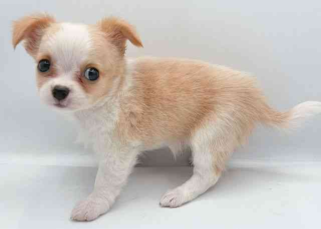 島根県のチワワ(ロング) (ひごペットフレンドリーイオン松江ショッピングセンター店/2026年2月14日生まれ/女の子/クリームホワイト)の子犬の3枚目の画像