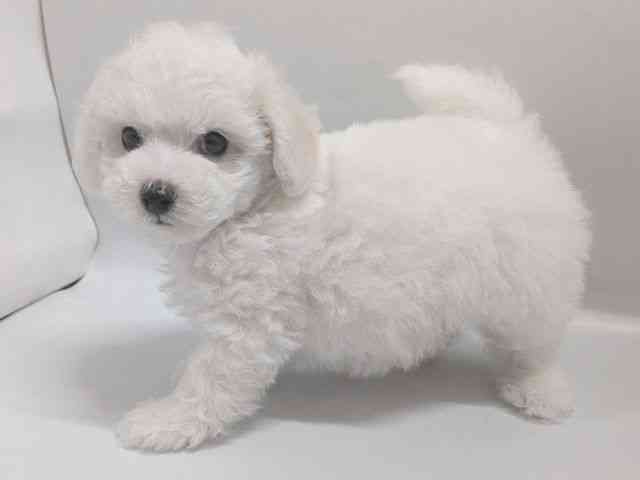 京都府のビションプー(ビションフリーゼ×プードル) (ひごペットフレンドリー京都店/2026年2月15日生まれ/男の子/ホワイト)の子犬の3枚目の画像