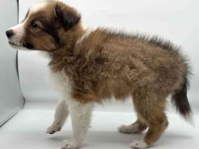 香川県のシェットランドシープドッグ (ひごペットフレンドリーゆめタウン高松店/2026年2月15日生まれ/女の子/セーブルホワイト)の子犬の3枚目の画像