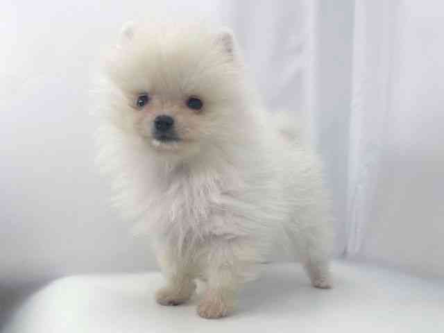 兵庫県のポメラニアン (ひごペットフレンドリーイオンタウン加古川店/2026年2月8日生まれ/男の子/ホワイト)の子犬の3枚目の画像