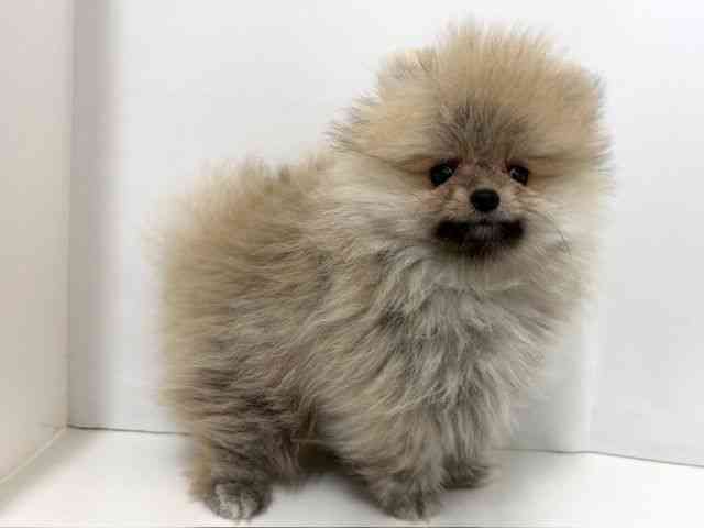 大阪府のポメラニアン (ひごペットフレンドリーベルファⅡ都島店/2026年2月15日生まれ/男の子/オレンジセーブル)の子犬の3枚目の画像
