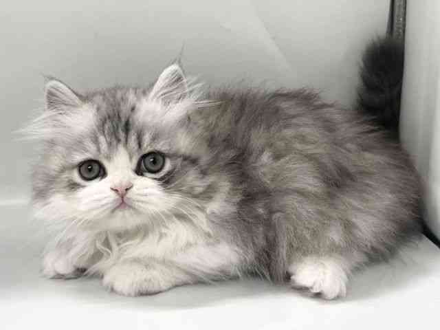 京都府のミヌエット (ひごペットフレンドリー京都店/2026年2月8日生まれ/男の子/シルバータビーホワイト)の子猫の3枚目の画像