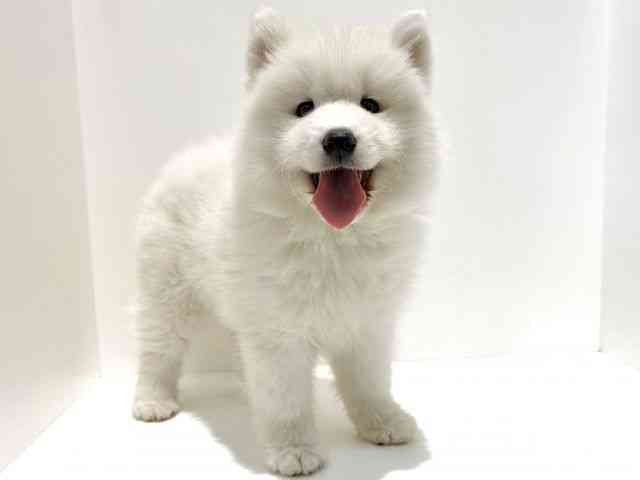 大阪府のサモエド (ひごペットフレンドリーイオン高槻店/2026年2月15日生まれ/女の子/ホワイト)の子犬の3枚目の画像