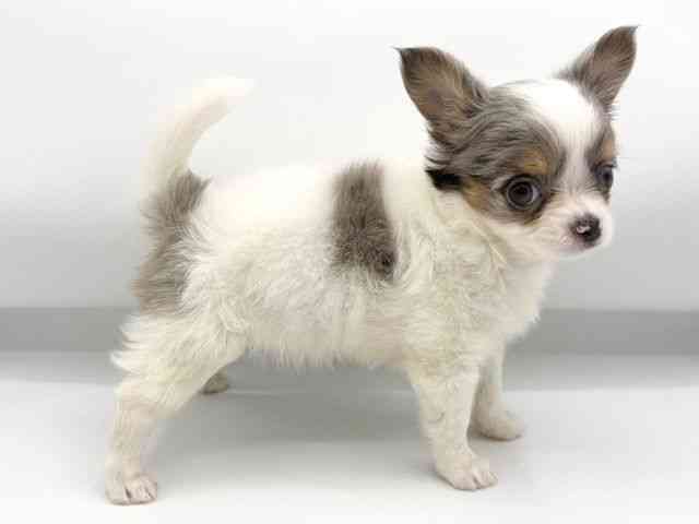 大阪府のチワワ(ロング) (ひごペットフレンドリーららぽーとEXPOCITY店/2026年2月16日生まれ/男の子/ホワイトブルーマール)の子犬の3枚目の画像