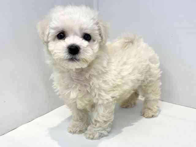 大阪府のビションフリーゼ (ひごペットフレンドリーセブンパーク天美店/2026年2月15日生まれ/男の子/ホワイト)の子犬の3枚目の画像