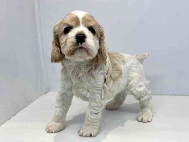 大阪府のアメリカンコッカースパニエル (ひごペットフレンドリーセブンパーク天美店/2026年2月15日生まれ/女の子/レッドホワイト)の子犬の3枚目の画像