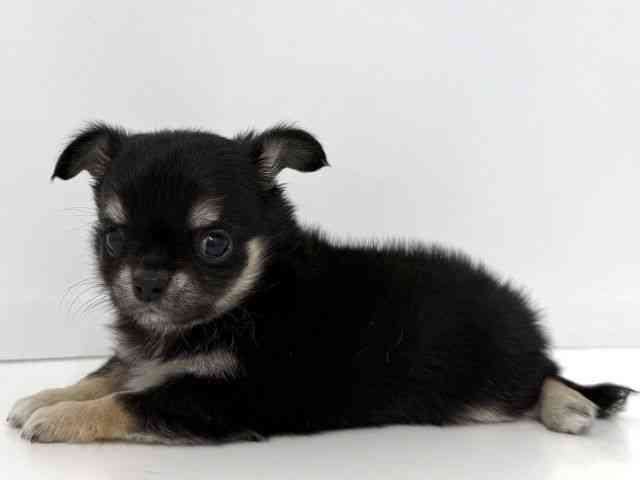 大阪府のチワワ(ロング) (ひごペットフレンドリーベルファⅡ都島店/2026年2月15日生まれ/男の子/ブラックタン)の子犬の3枚目の画像